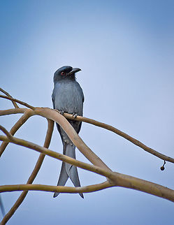 Blak Drongo Juvenile Place: Baglur Reserved Forest, Bangalore, India Ashy Drongo,Black Drongo,Dicrurus leucophaeus,Dicrurus macrocercus,Fall,Geotagged,India,animals,bangalore,birds,closeup,india,portrait,wild life