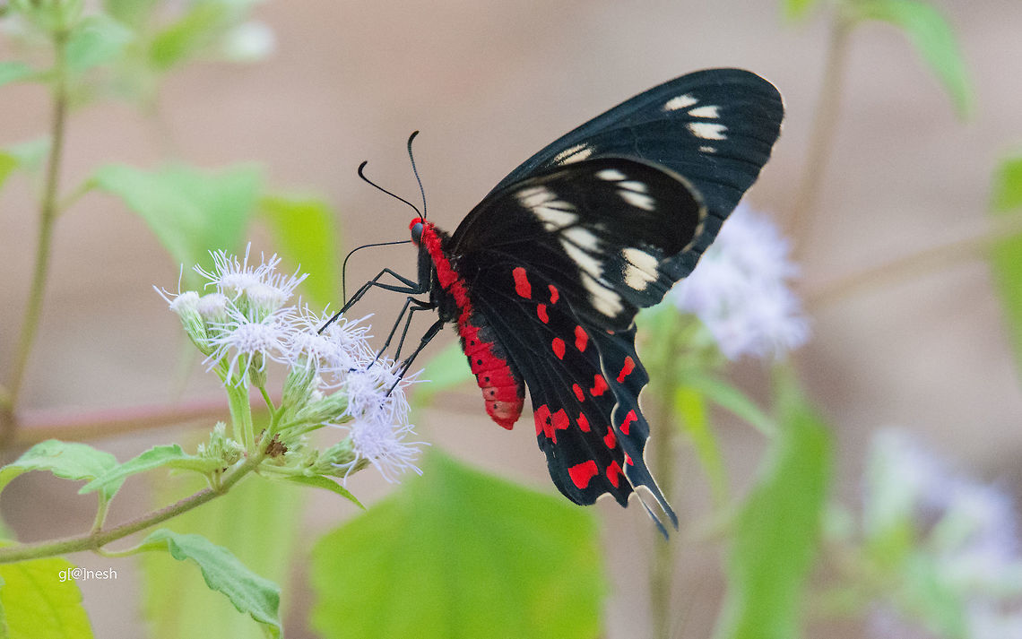 Crimson rose Butterfly Butterfly,Crimson Rose,Fall,Geotagged,India,Insects,Nikon D7100,Pachliopta hector,bangalore,india,tamron