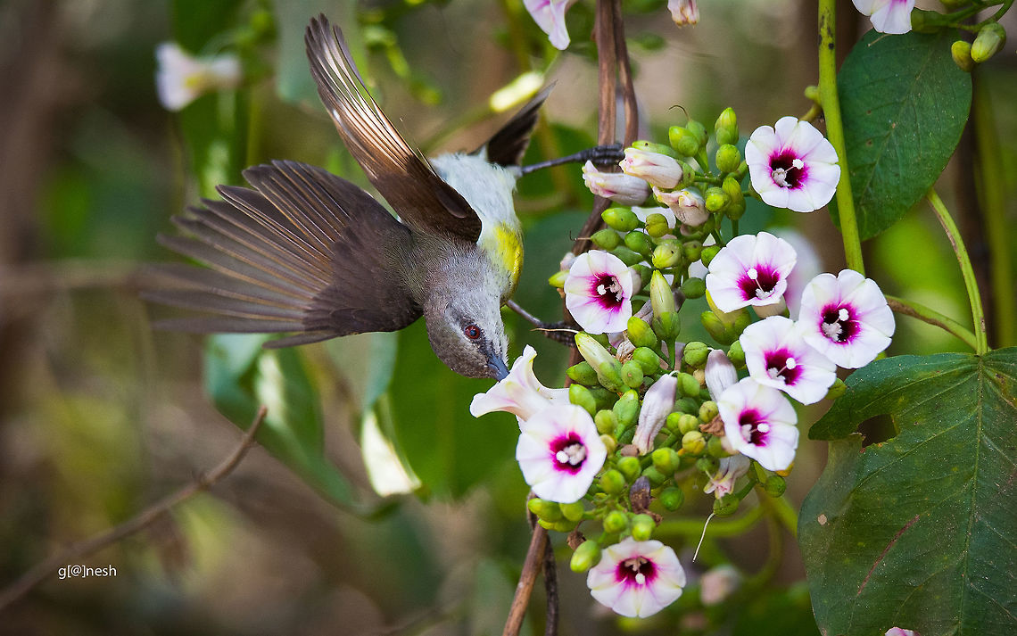 A sip of nectar! Sunbird  Geotagged,India,Leptocoma zeylonica,Nikon D7100,Purple-rumped sunbird,Winter,birds,nectar,tamron,wildlife