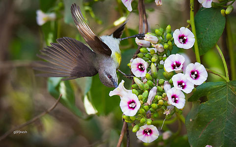 A sip of nectar! Sunbird  Geotagged,India,Leptocoma zeylonica,Nikon D7100,Purple-rumped sunbird,Winter,birds,nectar,tamron,wildlife