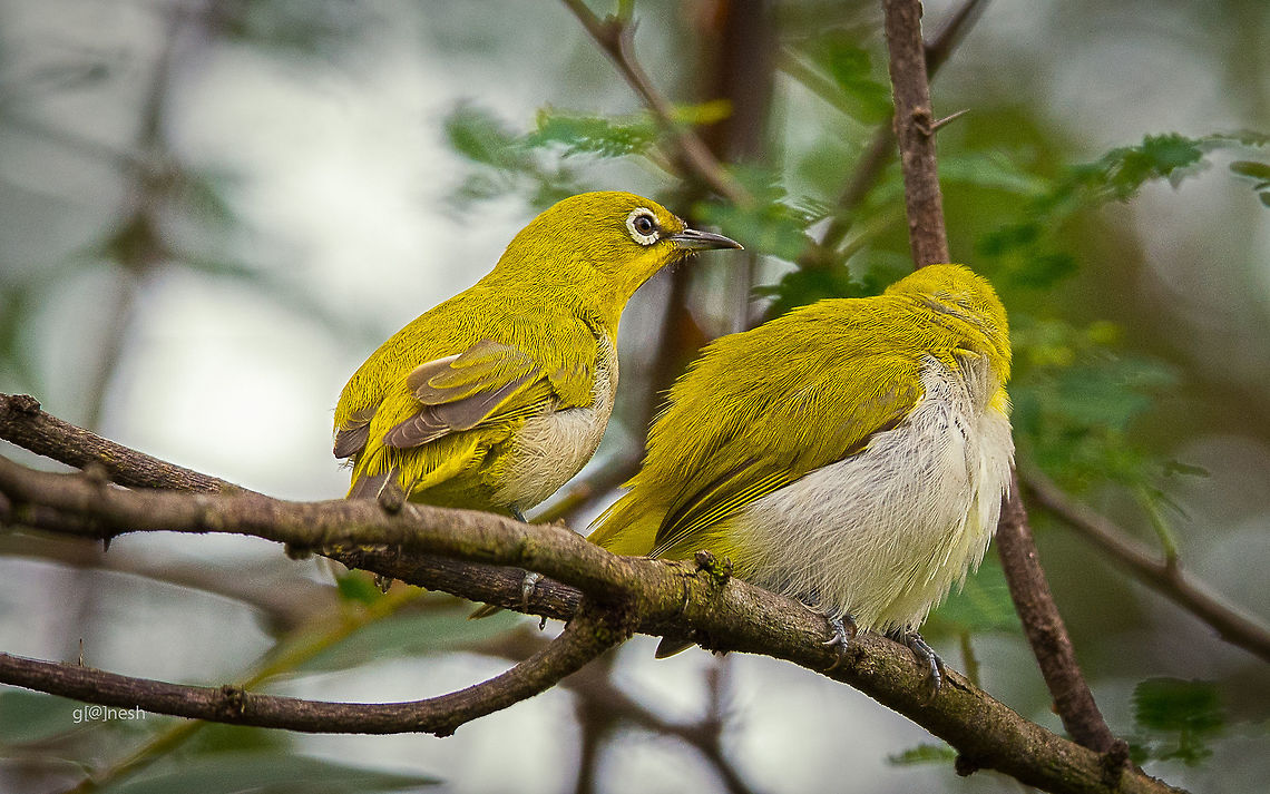 Chit Chat Oriental White Eye<br />
 Fall,Geotagged,India,Nikon D7100,Oriental White-eye,Zosterops palpebrosus,birds,details,feathers,macro,tamron,wildlife,wings