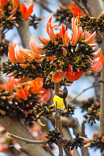 Ah! almost there… Purple-rumped sunbirds are tiny at less than 10 cm long. They have medium-length thin down-curved bills and brush-tipped tubular tongues, both adaptations to their nectar feeding.

more: http://en.wikipedia.org/wiki/Purple-rumped_sunbird Bangalore,Geotagged,India,Leptocoma zeylonica,Nikon D7100,Purple-rumped sunbird,SunBird,Winter,birds,closeup,colors,tamron,wildlife