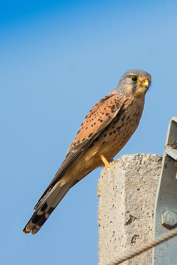 Kestrel Male Place: Bangalore, India Common Kestrel,Falco tinnunculus,Geotagged,India,Kestrel,Nikon D7100,birds,closeup,details,tamron,wildlife