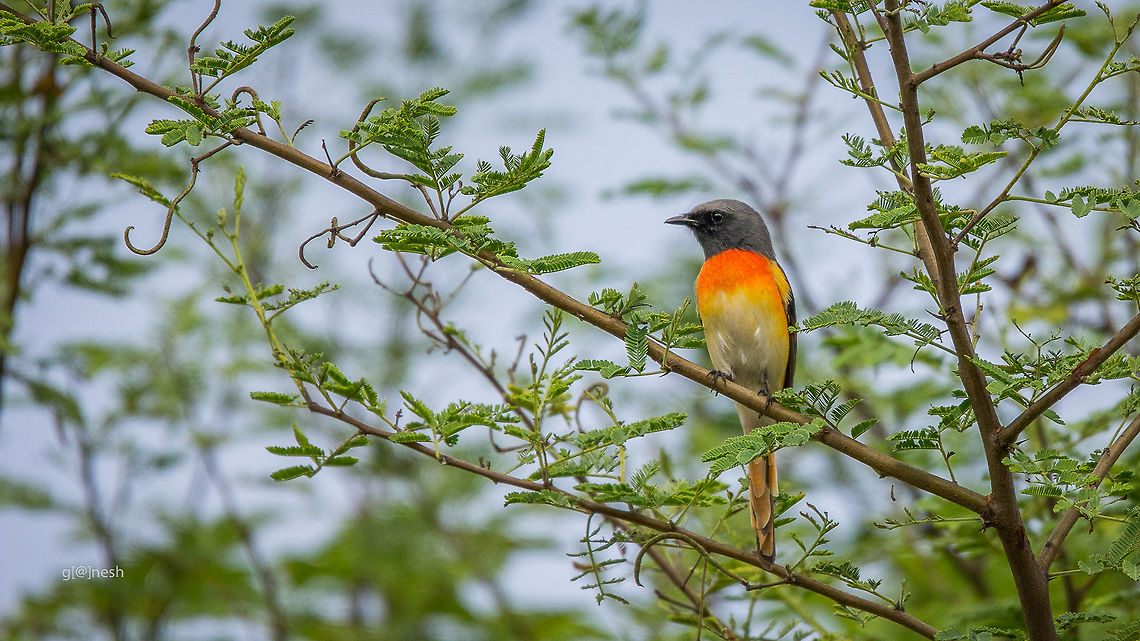 Colorful Minivet Small Minivet<br />
Place: Kokkare Bellur, Mandya, India Birds,Closeup,Fall,Geotagged,India,Nikon D7100,Pericrocotus cinnamomeus,Small Minivet,Tamron,WildLife,daylight,nature
