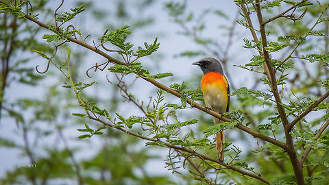 Small Minivet
