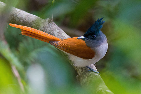 Paradise Flycatcher Female Could not avoid the grains, as I had to shoot this one in very low light condition. 
Critics are welcome :) Asian Paradise Flycatcher,Bangalore,Fall,Geotagged,India,Nikon D7100,Terpsiphone paradisi,flycatcher,tamron,wildlife