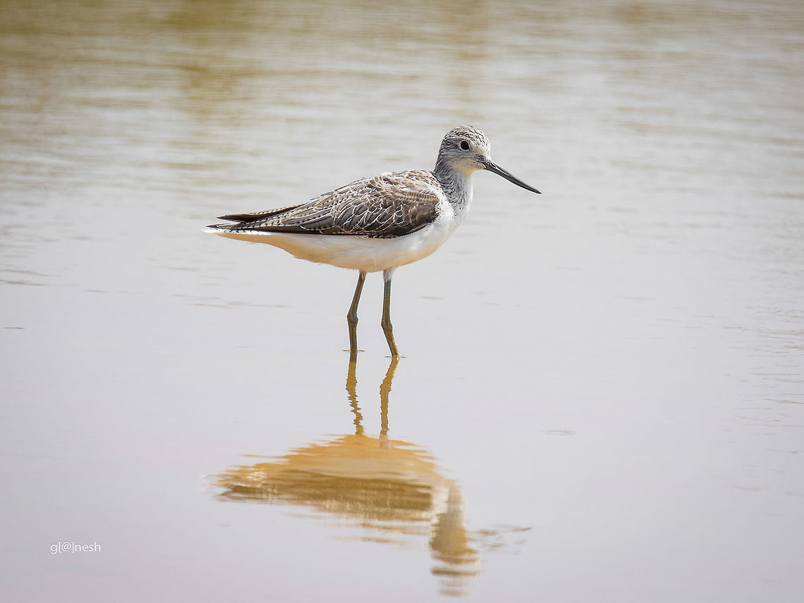 Common Greenshank Found this in a small pond near Varthur (Bangalore outskirts area) Geotagged,Greenshank,Himantopus himantopus,India,Tringa nebularia,birds,nikon d7100,pond,tamron,wildlife