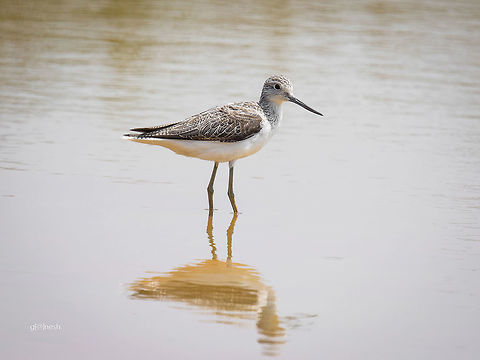 Common Greenshank Found this in a small pond near Varthur (Bangalore outskirts area) Geotagged,Greenshank,Himantopus himantopus,India,Tringa nebularia,birds,nikon d7100,pond,tamron,wildlife