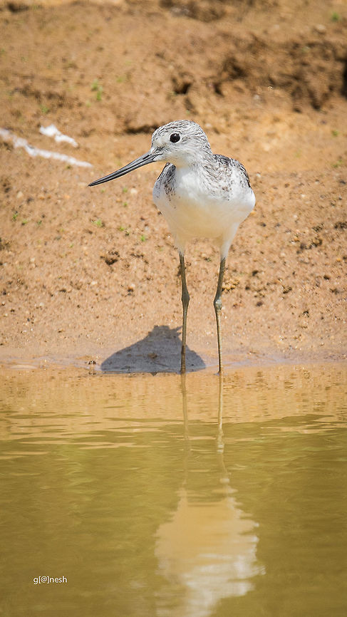 Common Greenshank <br />
Place: Varthur (outskirts of Bangalore) Geotagged,Greenshank,India,Nikon D7100,Tringa nebularia,Winter,bangalore,india,pond,tamron,wildlife