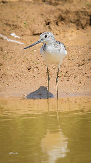 Common Greenshank 
Place: Varthur (outskirts of Bangalore) Geotagged,Greenshank,India,Nikon D7100,Tringa nebularia,Winter,bangalore,india,pond,tamron,wildlife