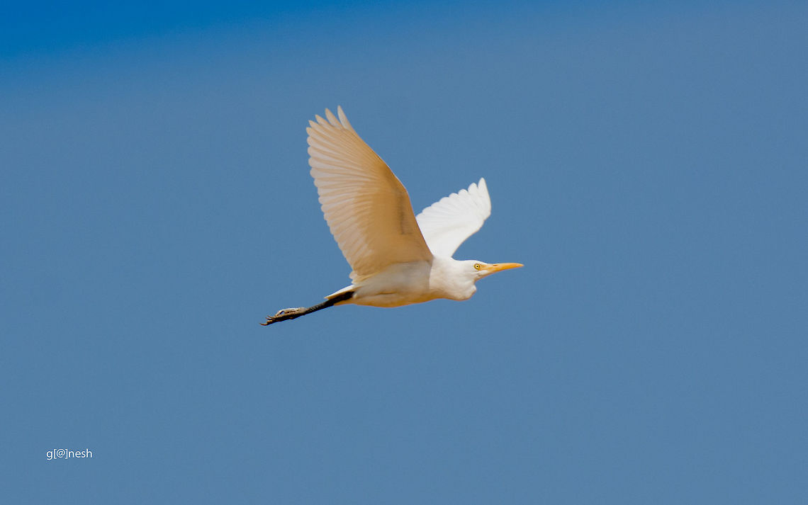 Be free… Cattle Egret<br />
Place: Bangalore, India Bangalore,Bubulcus ibis,Cattle Egret,Geotagged,India,Nikon D7100,Winter,daylight,flying,sky,tamron,wildlife,wings