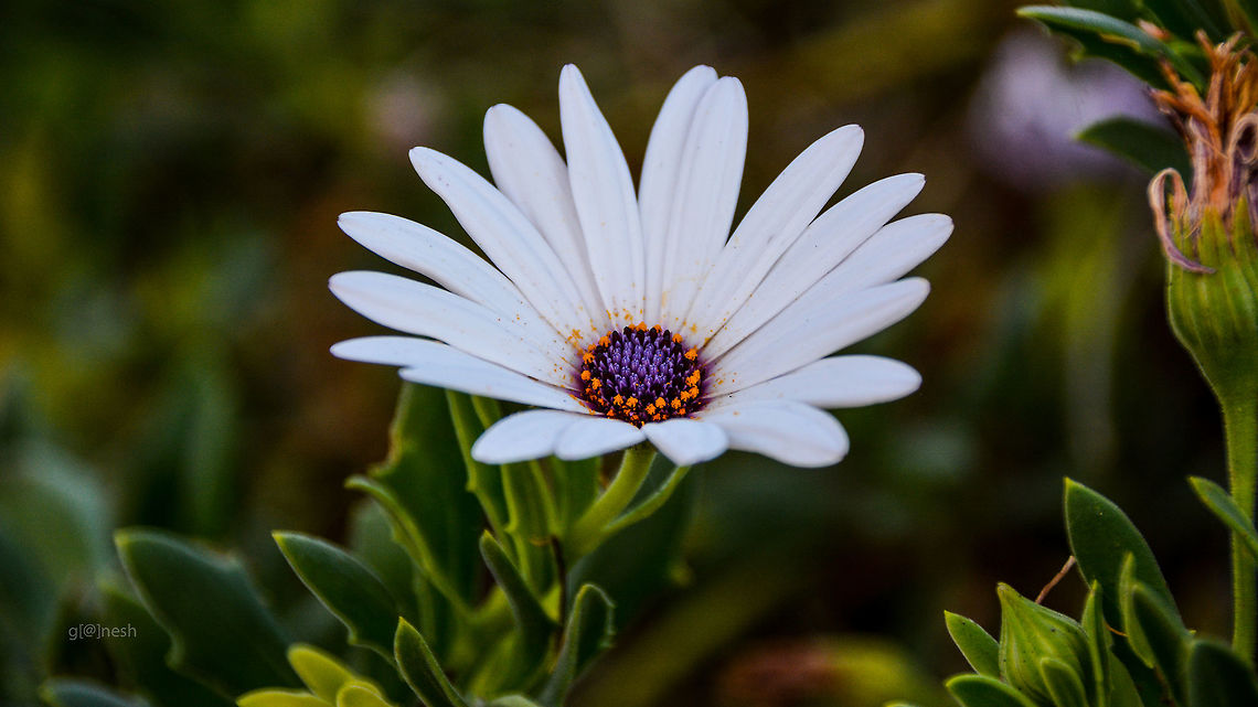 White Daisy With Purple Center Someone pls confirm the species Dimorphotheca ecklonis,Geotagged,Nikon D7100,Summer,United States,daisy,daylight,flower,tamron