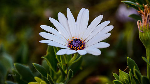 White Daisy With Purple Center Someone pls confirm the species Dimorphotheca ecklonis,Geotagged,Nikon D7100,Summer,United States,daisy,daylight,flower,tamron