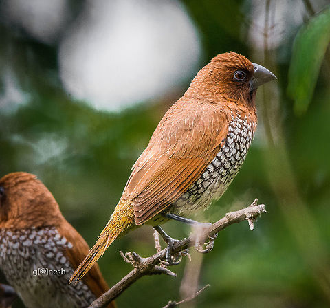 Scaly One Place: Baglur Reserved Forest, Bangalore Fall,Geotagged,India,Lonchura punctulata,Nikon D7100,Scaly-breasted Munia,birds,tamron,wildlife
