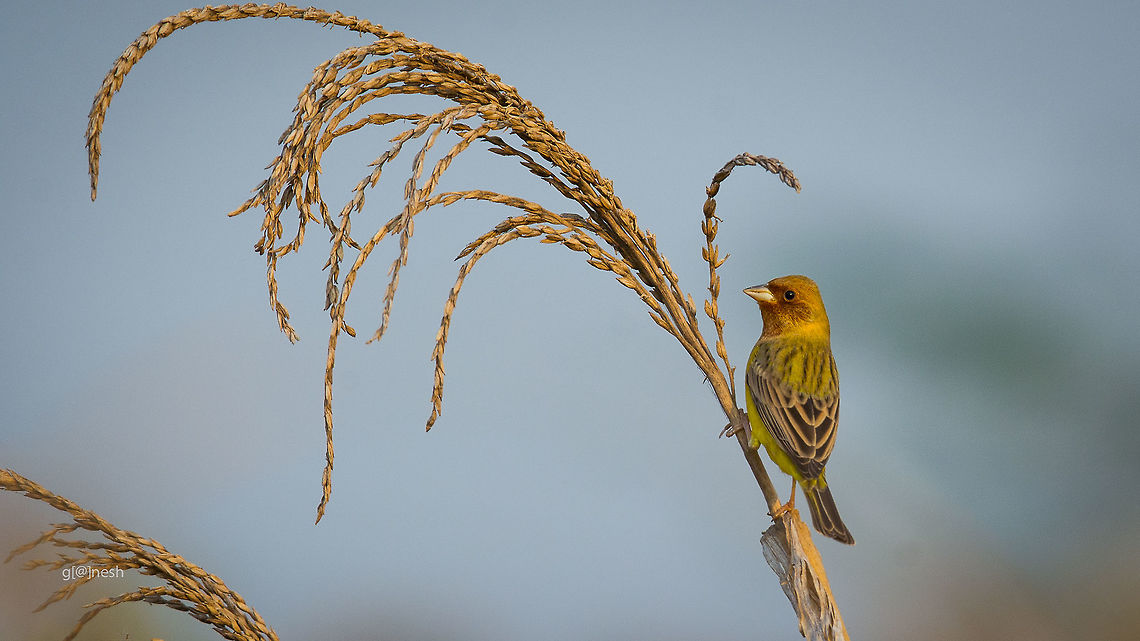 Good morning! It was unplanned trip to explore birding sites in-n-around my hometown.  While on the way, I saw bunch of small birds hovering on paddy field, I got into the field, moved slowly towards the birds area. It was just after sun-rise, light was adequate and lucky to shoot his little beauty. What a way to begin your day!<br />
<br />
Place: <br />
Paddy Farm <br />
Davangere, India Davangere,Emberiza bruniceps,Fall,Geotagged,India,Nikon D7100,Red-headed bunting,birds,farm,paddy,tamron