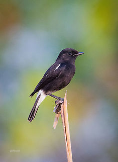 Pied Bush-chat (M)  Fall,Geotagged,India,Nikon D7100,Pied Bush Chat,Saxicola caprata,birds,closeup,daylight,portrait,wildlife
