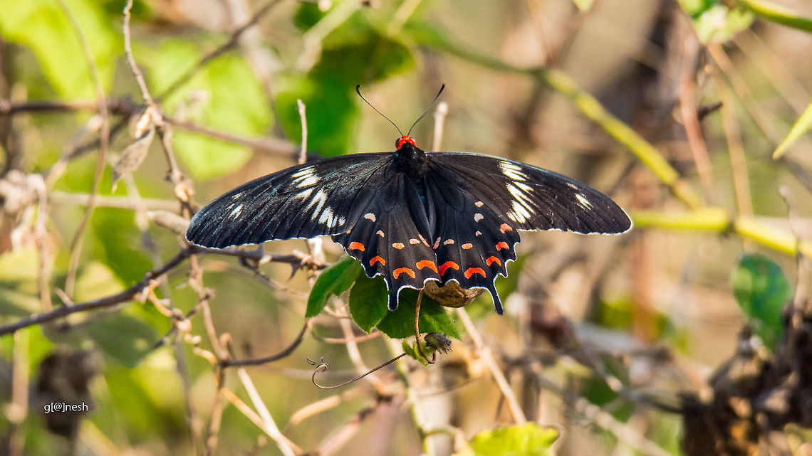 Crimson Rose (Pachliopta hector)  Bangalore,Crimson Rose,Geotagged,India,Nikon,Pachliopta hector,Tamron,Winter,butterfly