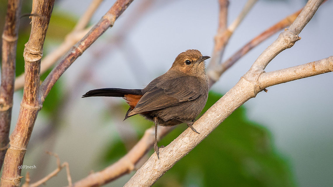 Indian Robin  Fall,Geotagged,India,Indian Robin,Nikon D7100,Saxicoloides fulicatus,birds,details,feathers,portrait,tamron,wildlife