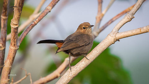 Indian Robin  Fall,Geotagged,India,Indian Robin,Nikon D7100,Saxicoloides fulicatus,birds,details,feathers,portrait,tamron,wildlife