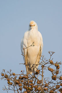 Lazy morning Cattle Egret Bubulcus ibis,Cattle Egret,Fall,Geotagged,India,birds,branches,detail,egret,morning