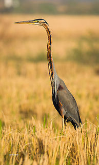 Purple heron Purple herons are common at the lake side and patty field near my home town.  Ardea purpurea,Davangere,Fall,Geotagged,India,Nikon D7100,Purple Heron,birds,detail,herons,portrait,wildlife