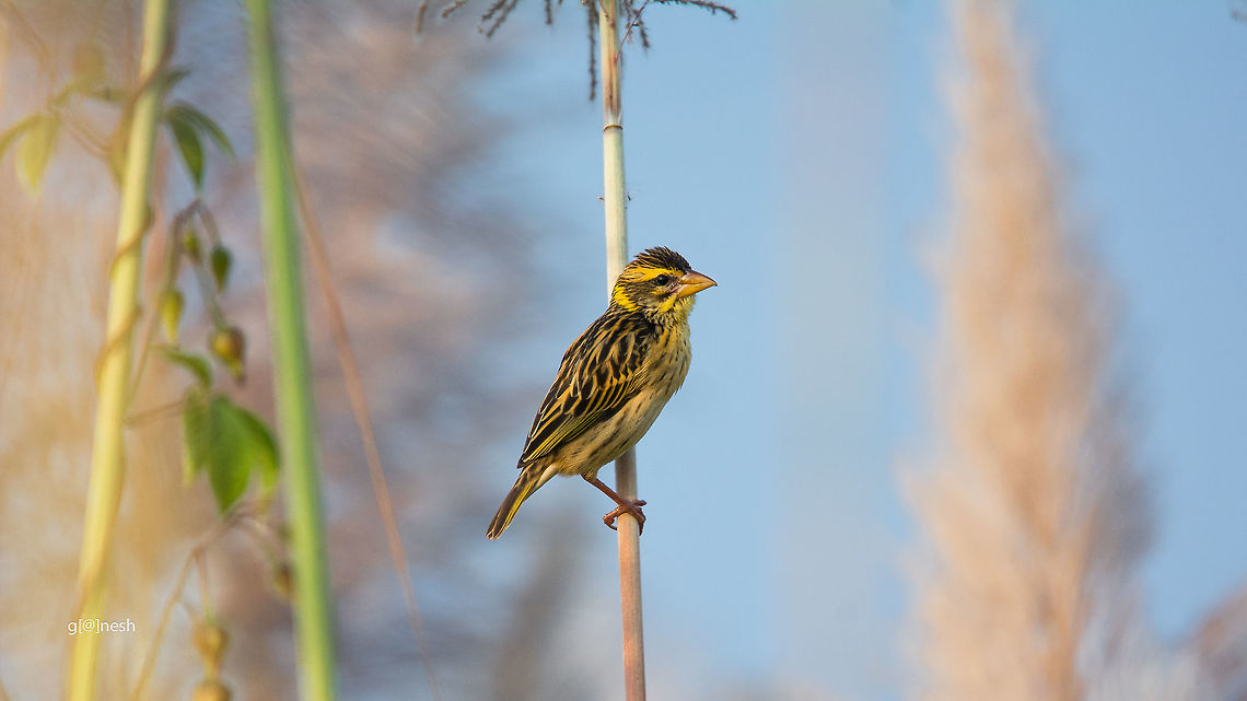 Hello! Streaked weaver Fall,Geotagged,India,Nikon D7100,Ploceus manyar,Streaked weaver,birds,davangere,details,farm,portrait,tamron,wildlife