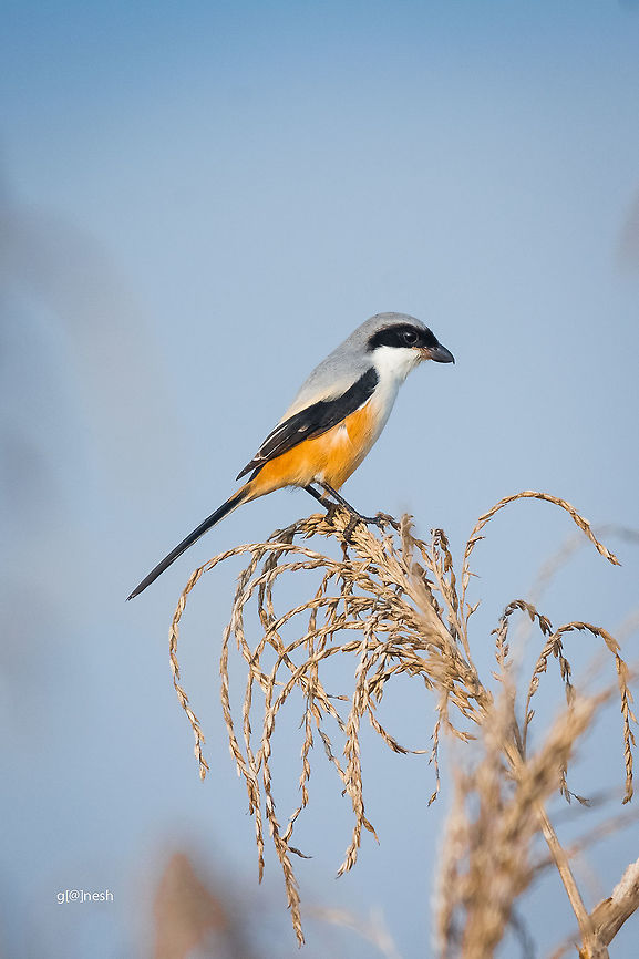 Grey Backed Shrike Place: Paddy farm near my hometown  Davangere,Fall,Geotagged,Grey-backed shrike,India,Lanius tephronotus,Nikon D7100,Shrike,birds,details,portrait,tamron,wildlife