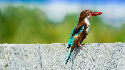 White-throated Kingfisher Place: Near Baglur Reserve Forest, Bangalore  Bangalore,Fall,Geotagged,Halcyon smyrnensis,India,Nikon D7100,White-throated kingfisher,birds,detail,kingfisher,tamron,wildlife