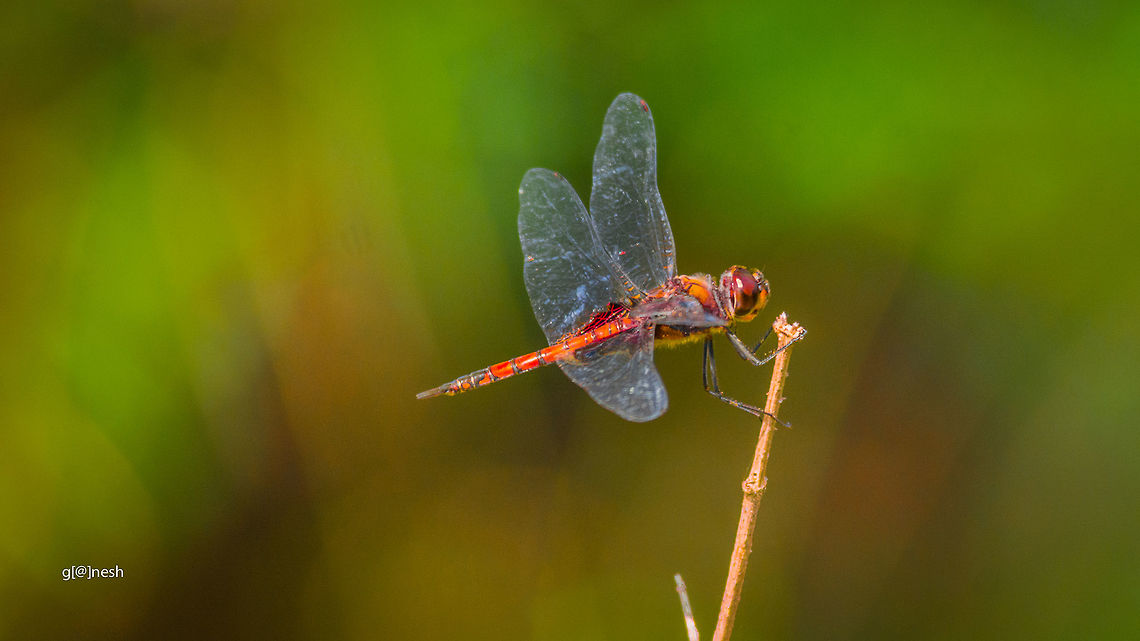 Holding tight Is this Ruddy Marsh Skimmer ?<br />
Experts please confirm ? Bangalore,Dragonfly,Fall,Geotagged,India,Nikon D7100,Tramea limbata,tamron,wildlife