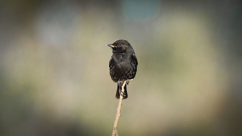 Pied Bushchat Male Place: BNP, Bangalore Geotagged,India,Nikon D7100,Pied Bush Chat,Saxicola caprata,Winter,birds,tamror,wildlife