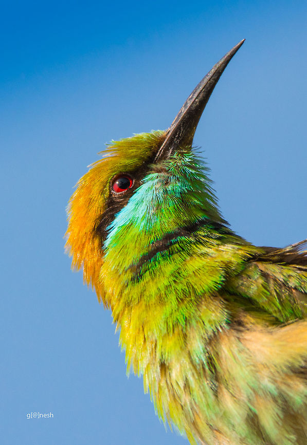 Green Bee-eater Closeup shot of green bee-eater, took this photo near Barglur reserved forest, Bangalore. Was resting under a tree and luckily this beautiful bird landed on a branch of the same tree. Took this shot at a distance of 12-15 feet. Lucky to get closer shot and amazed by the colors of this bird.  Fall,Geotagged,Green bee-eater,India,Merops orientalis,Nikon D7100,bangalore,birds,india,tamron,wildlife