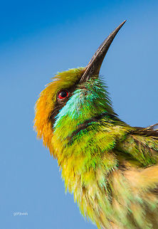 Green Bee-eater Closeup shot of green bee-eater, took this photo near Barglur reserved forest, Bangalore. Was resting under a tree and luckily this beautiful bird landed on a branch of the same tree. Took this shot at a distance of 12-15 feet. Lucky to get closer shot and amazed by the colors of this bird.  Fall,Geotagged,Green bee-eater,India,Merops orientalis,Nikon D7100,bangalore,birds,india,tamron,wildlife