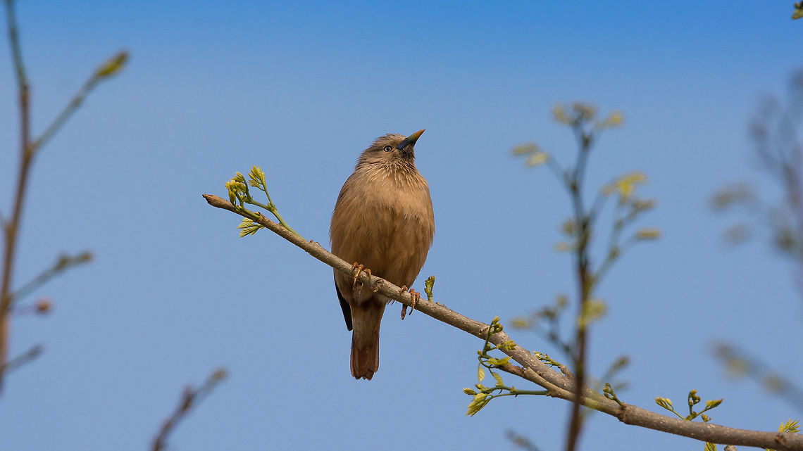 Chestnut Tailed Starling Place: TC Halli, Varthur, Bangalore Chestnut-tailed starling,Geotagged,India,Nikon D7100,Sturnia malabarica,Winter,birds,daylight,tamron,wildlife
