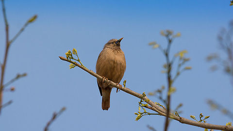 Chestnut Tailed Starling Place: TC Halli, Varthur, Bangalore Chestnut-tailed starling,Geotagged,India,Nikon D7100,Sturnia malabarica,Winter,birds,daylight,tamron,wildlife