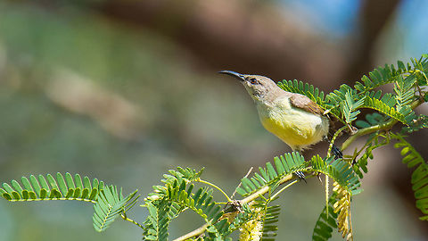 Purple-rumped sunbird (Female) Place: Varthur, Bengaluru Bangalore,Geotagged,India,Leptocoma zeylonica,Nikon D7100,Purple-rumped sunbird,Winter,birds,closeup,sunbird,tamron,wildlife