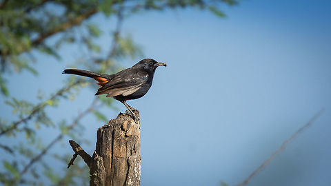 Indian Robin Place: Varthur, Bengaluru Geotagged,India,Indian Robin,Nikon D7100,Saxicoloides fulicatus,Winter,birds,daylight,details,tamron,wildlife