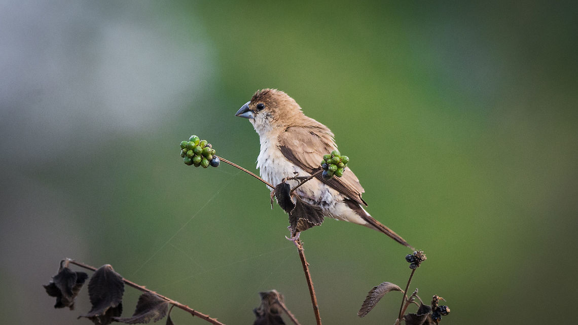 Indian Silverbill Also known as White-throated Munia<br />
Place: Varthur, Bangalore Geotagged,India,Indian Silverbill,Lonchura malabarica,Nikon D7100,Winter,bengaluru,birds,tamron,wildlife
