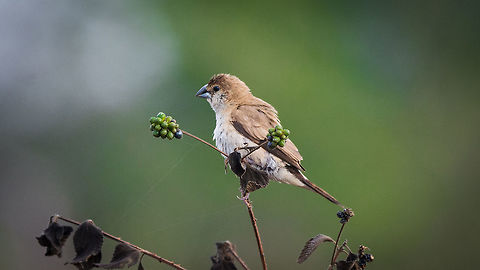 Indian Silverbill Also known as White-throated Munia
Place: Varthur, Bangalore Geotagged,India,Indian Silverbill,Lonchura malabarica,Nikon D7100,Winter,bengaluru,birds,tamron,wildlife
