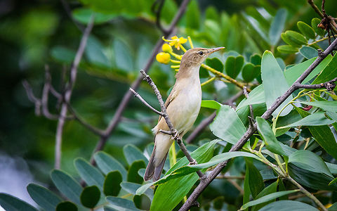 Clamorous Reed Warbler Place: Kokkare Bellur, Mandya Acrocephalus stentoreus,Clamorous reed warbler,Fall,Geotagged,India,Nikon D7100,birds,tamron,wildlife
