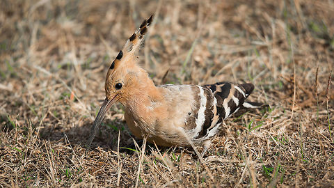 Common Hoope Place: Davangere, India Davangere,Geotagged,Hoopoe,India,Nikon D7100,Upupa epops,birds,closeup,details,tamron,wildlife