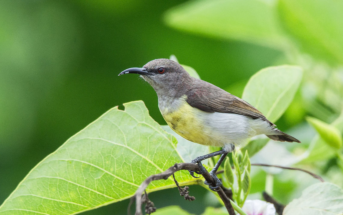 Purple-rumped Sunbird (f) Place: Varthur, Bangalore Geotagged,India,Leptocoma zeylonica,Nikon D7100,Purple-rumped sunbird,Winter,birds,birdwatching,closeup,feathers,tamron,wildlife