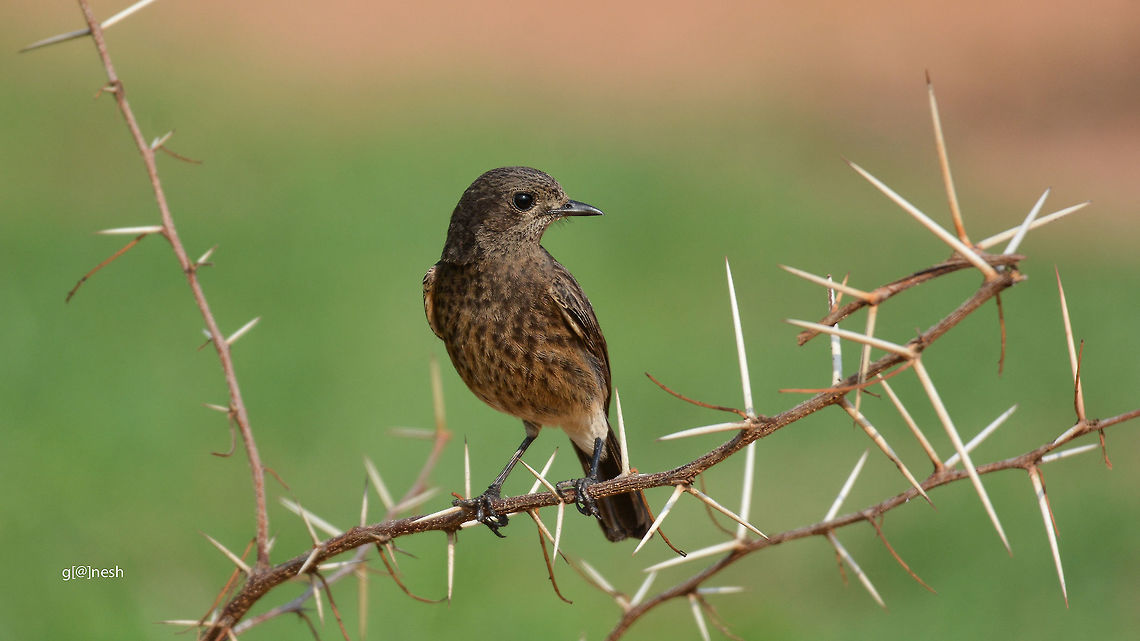 Pied Bushchat (f) Pied Bushchat (Female)<br />
Shot this today morning, near Gunjur lake, Banglaore<br />
<br />
Critics are welcome :) Geotagged,India,Pied Bush Chat,Saxicola caprata,Spring,bangalore,birds,nikon d7100,tamron,wildlife