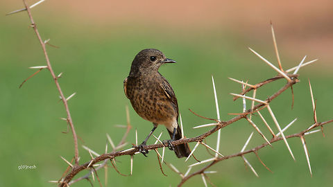 Pied Bushchat (f) Pied Bushchat (Female)
Shot this today morning, near Gunjur lake, Banglaore

Critics are welcome :) Geotagged,India,Pied Bush Chat,Saxicola caprata,Spring,bangalore,birds,nikon d7100,tamron,wildlife