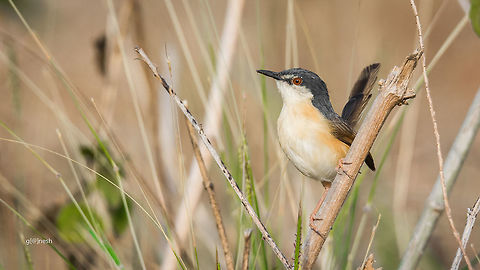 Ashy Prinia Place: Davangere, India
 Ashy Prinia,Geotagged,India,Nikon D7100,Prinia socialis,Spring,beautiful,birds,birdwatching,davangere,details,portrait,tamron,wildlife