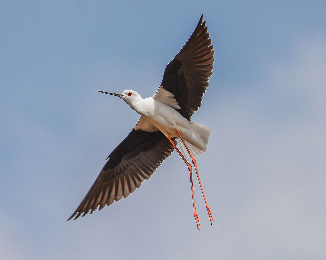 Black Winged Stilt Place: Davangere South Reservoir <br />
 Black-winged Stilt,Davangere,Geotagged,Himantopus himantopus,India,Nikon D7100,Spring,birds,flying,tamron,wildlife,wings