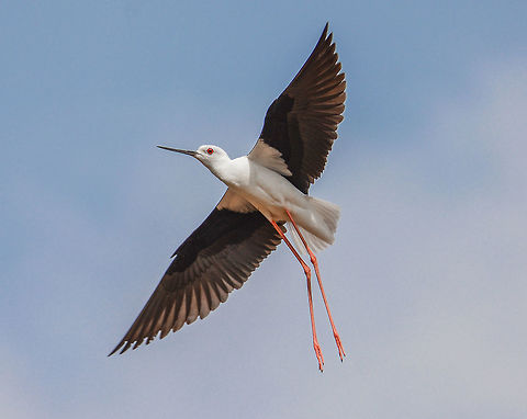 Black Winged Stilt Place: Davangere South Reservoir 
 Black-winged Stilt,Davangere,Geotagged,Himantopus himantopus,India,Nikon D7100,Spring,birds,flying,tamron,wildlife,wings