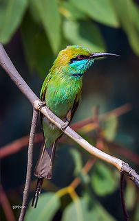 Green bee-eater portrait Place: Bangalore Fall,Geotagged,Green bee-eater,India,Merops orientalis,Nikon D7100,birds,details,feathers,wildlife