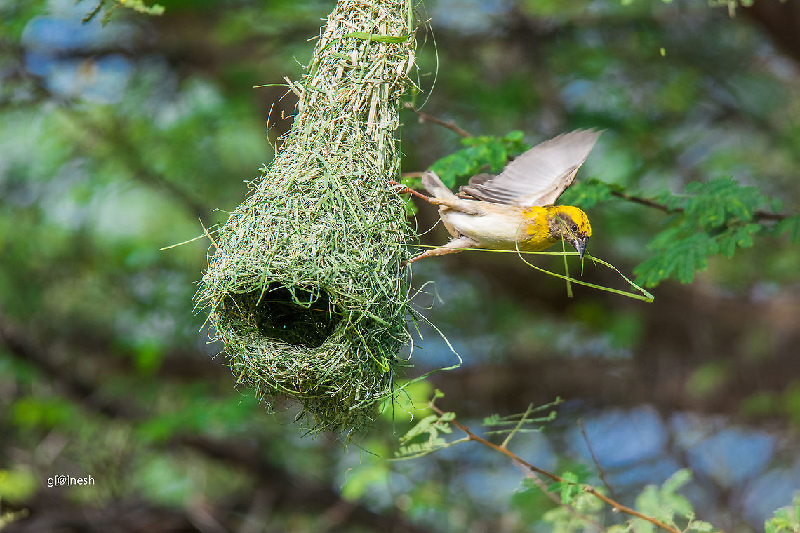 Baya Nesting! Shot this one on the banks of paddy farm close to my home; <br />
I created blind for the bird so that it wont get distracted.<br />
 Baya Weaver,Davangere,Geotagged,India,Nikon D7100,Ploceus philippinus,bird,birdwatching,nesting,tamron