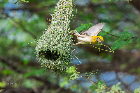 Baya Nesting! Shot this one on the banks of paddy farm close to my home; 
I created blind for the bird so that it wont get distracted.
 Baya Weaver,Davangere,Geotagged,India,Nikon D7100,Ploceus philippinus,bird,birdwatching,nesting,tamron