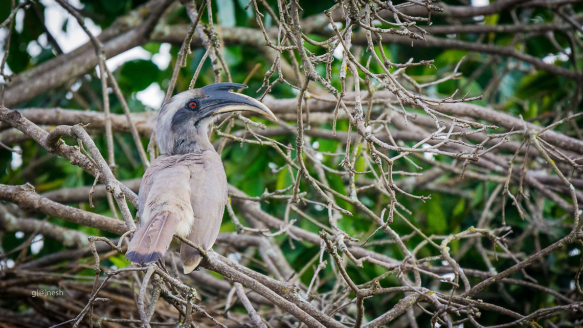 Hornbill Place: Kokkare Bellur, Mandya Fall,Geotagged,India,Indian Grey Hornbill,Kokkare bellur,Nikon D7100,Ocyceros birostris,birds,tamron,wildlife